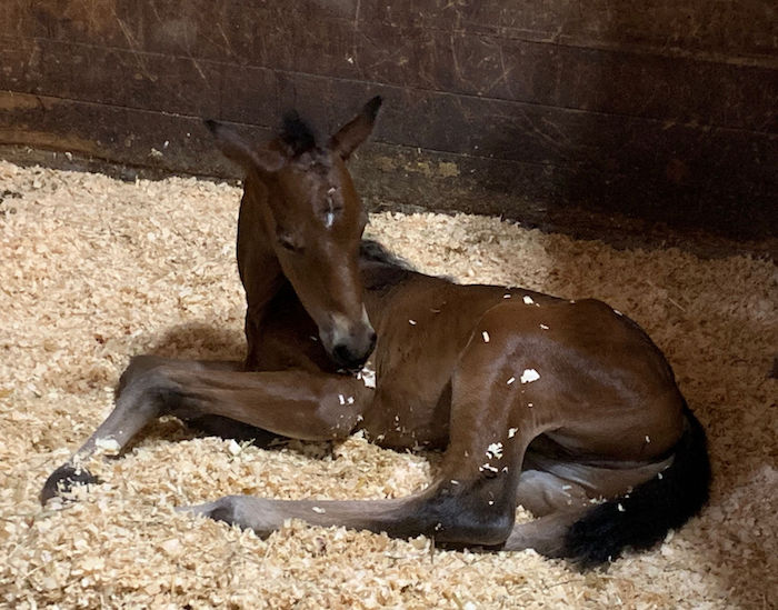 Shelly's foal having a napl